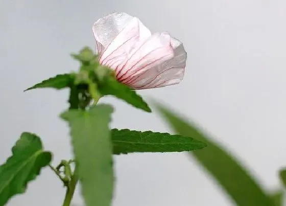 冬天植物|木槿花耐寒吗