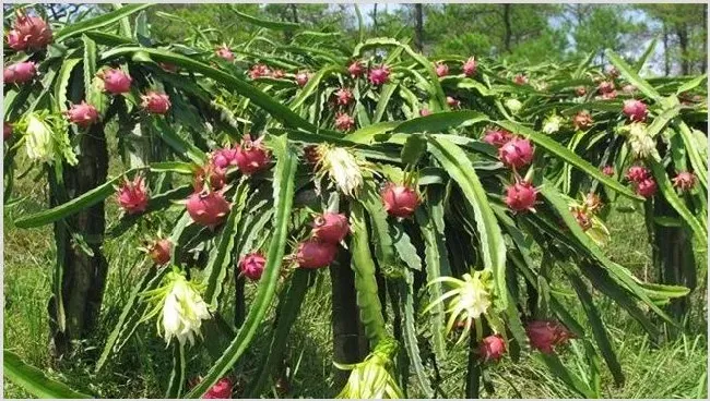 夏季火龙果落花落果怎么办？预防措施介绍下 | 植物病害