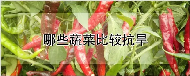 哪些蔬菜比较抗旱 | 农业技术