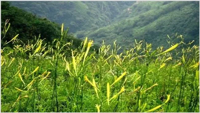 黄花菜生长环境有什么要求 | 自然知识