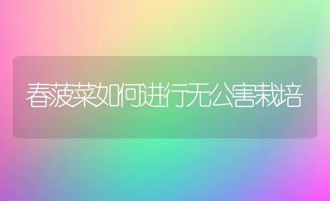 春菠菜如何进行无公害栽培 | 蔬菜种植