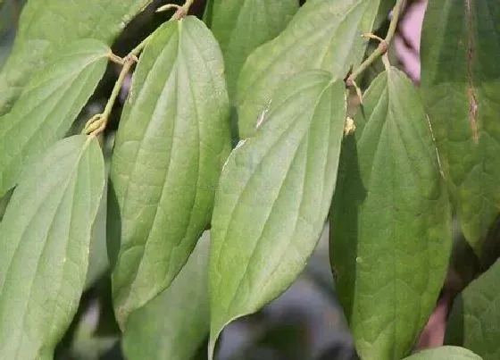 植物百科|嘎楼是什么植物类别