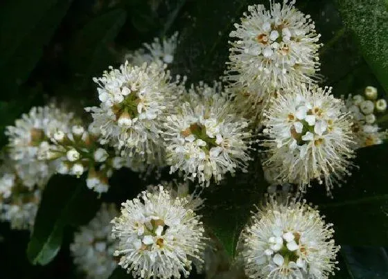 植物百科|四季开花不断的花卉有哪些
