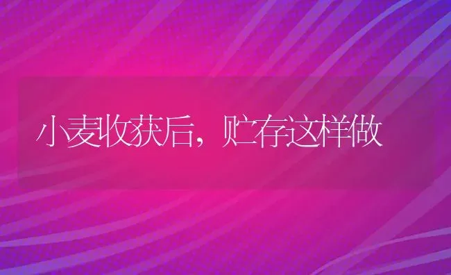 小麦收获后，贮存这样做 | 粮油作物种植