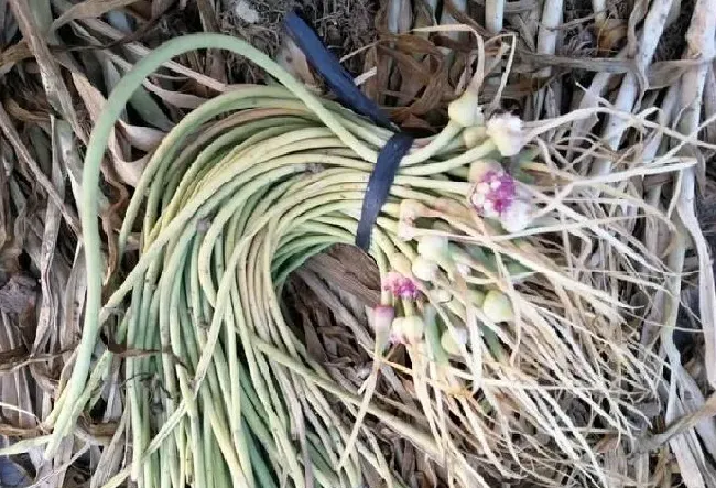 植物百科|独头蒜种下去长出来的还是独头蒜吗（独头蒜怎么种出来的）