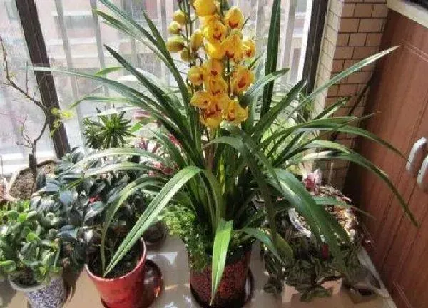 植物移栽|大花蕙兰换盆时间和方法