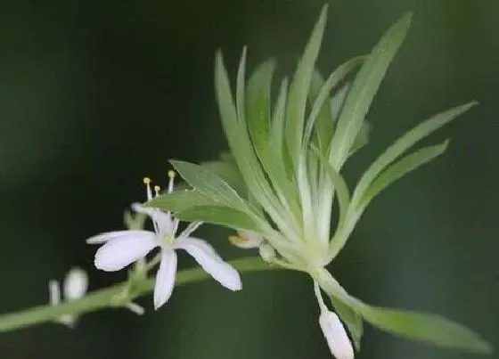 植物寓意|吊兰开花预示着什么意思