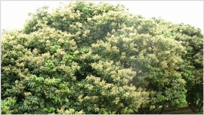 荔枝开花不结果怎么办？怎么改善落果 | 农业科普