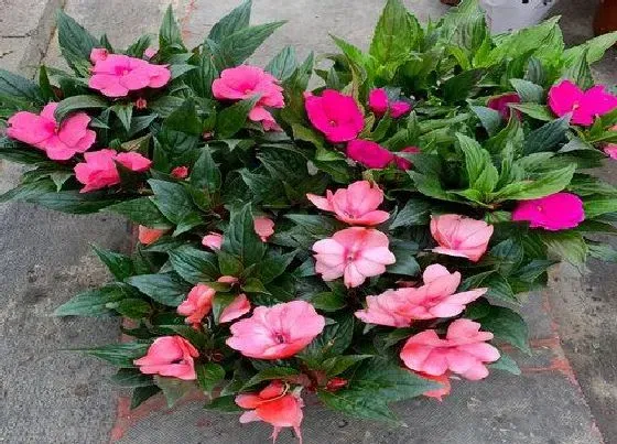 植物种类|凤仙花是水生植物吗