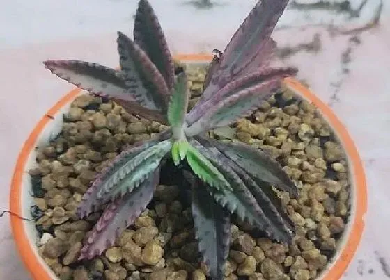 冬天植物|落地生根耐寒吗（大叶落地生根冬天怎么养）