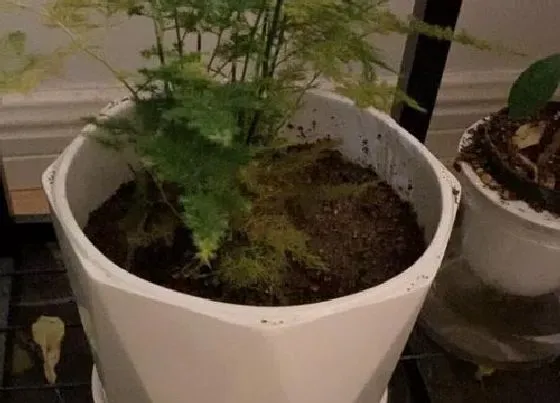 种植土壤|网上买的营养土可以直接种花吗