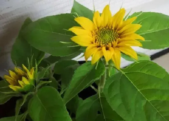 植物播种|矮向日葵什么时候播种最合适