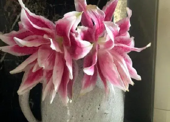 植物种类|百合的品种名称及图片 百合的种类大全和介绍
