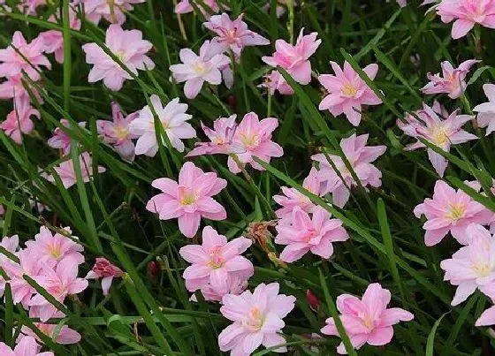 植物修剪|葱兰怎么修剪方法