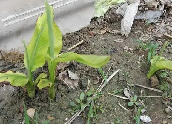 植物百科|香蕉树是什么植物