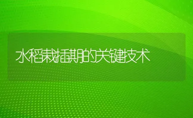 水稻栽插期的关键技术 | 粮油作物种植