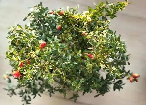 种植土壤|石榴盆栽配土方法与种植土壤