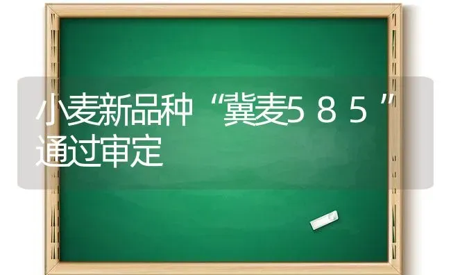 小麦新品种“冀麦585”通过审定 | 粮油作物种植