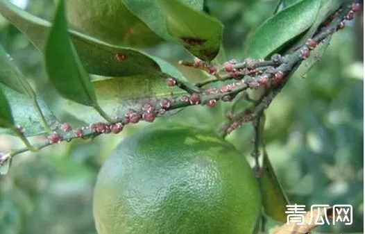 柑橘介壳虫的为害特点及防治方法 | 种植施肥