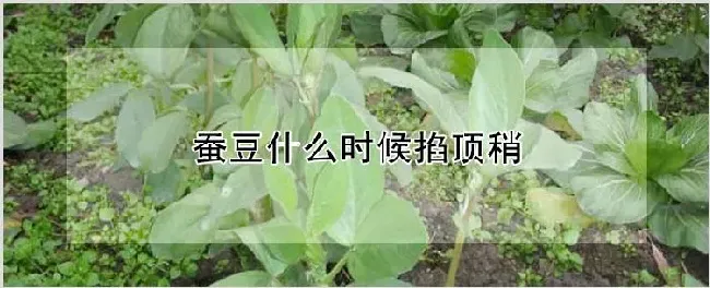 蚕豆什么时候掐顶稍 | 种植资料