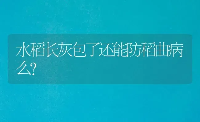 水稻长灰包了还能防稻曲病么？ | 粮油作物种植