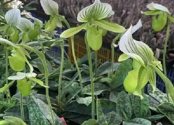 养殖方法|兜兰怎么养才能开花多
