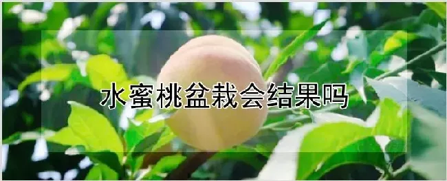 水蜜桃盆栽会结果吗 | 农业技术