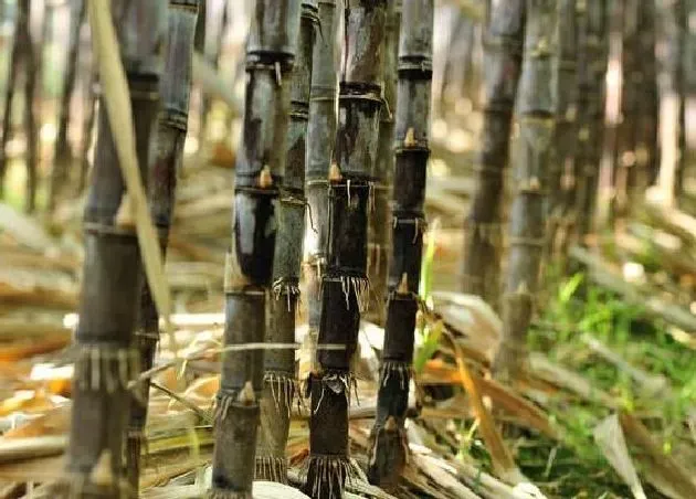 植物产地|甘蔗是哪里的特产