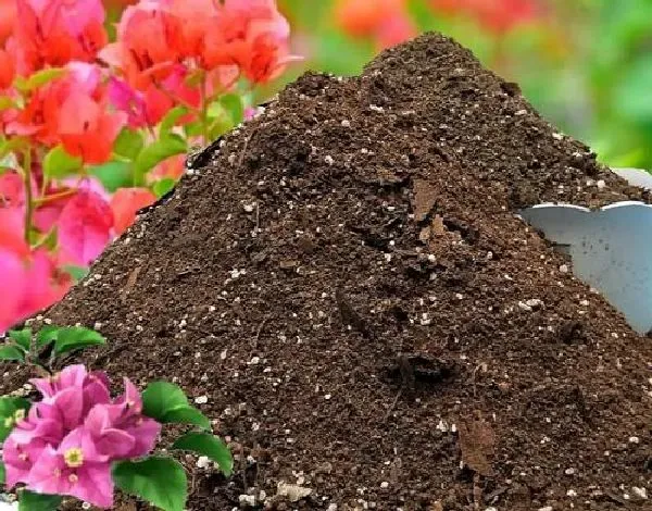 植物换土|三角梅换土时间和方法 换土后养护措施及注意事
