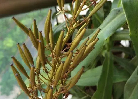 植物百科|猪笼草有种子吗