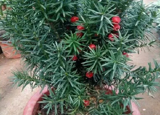 植物毒性|红豆杉树有毒吗 可以放在室内养吗