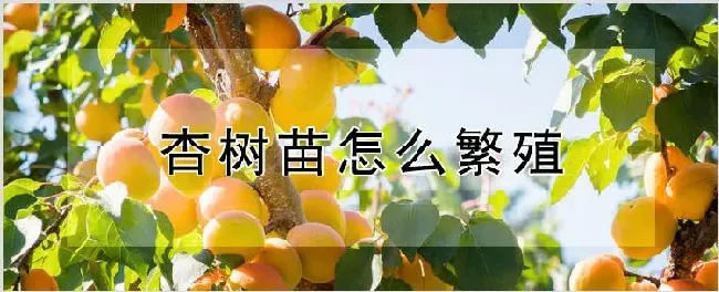 杏树苗怎么繁殖 | 种植资料