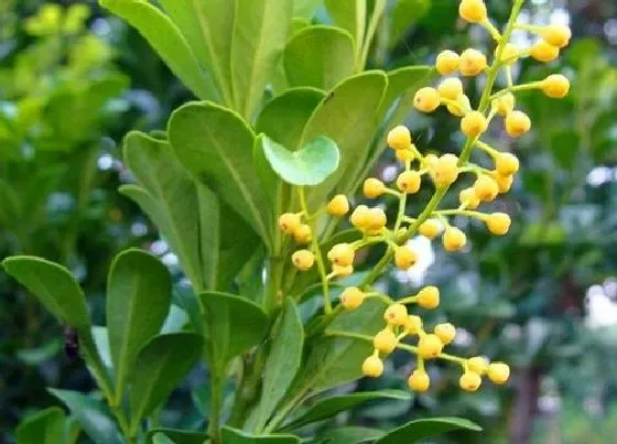 植物百科|米兰开花吗 一般多久开花一次