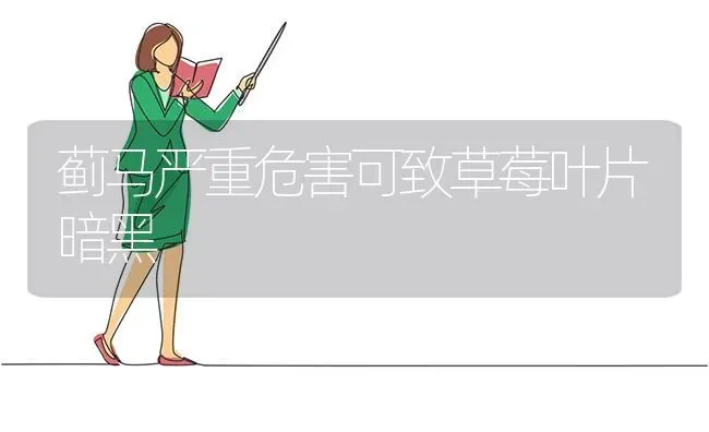 蓟马严重危害可致草莓叶片暗黑 | 瓜果种植