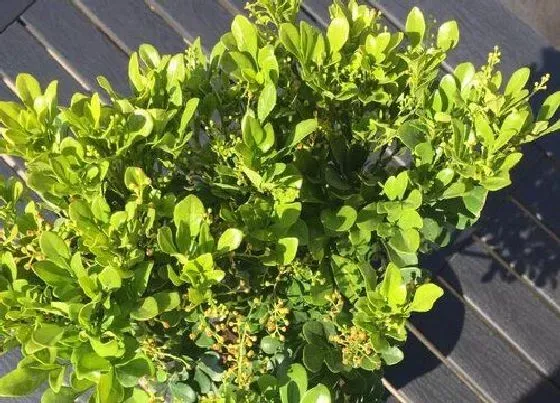 植物百科|米兰开花吗 一般多久开花一次