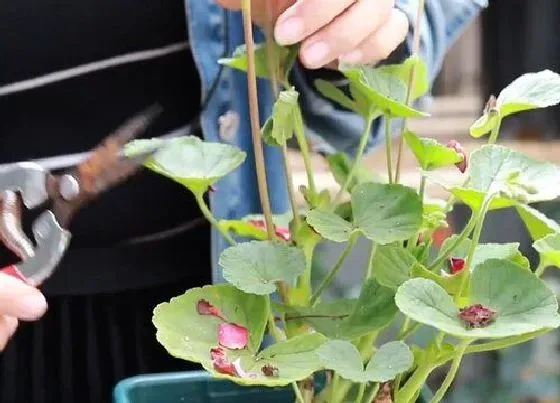 植物修剪|天竺葵怎么修剪方法