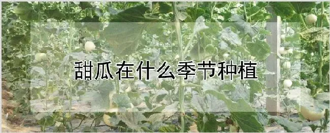 甜瓜在什么季节种植 | 养殖技术