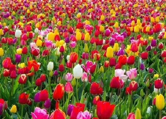 花语|有什么花的花语是宽容 花语代表宽容的花