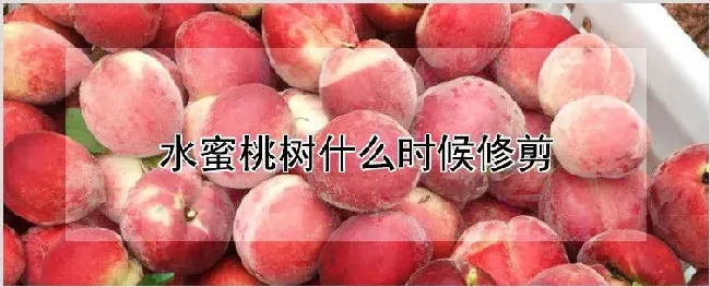 水蜜桃树什么时候修剪 | 种植技术