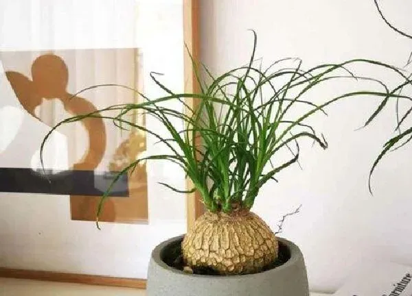 植物浇水|酒瓶兰多久浇一次水