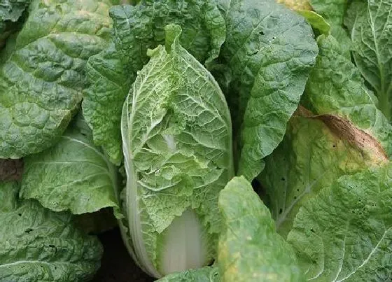 种植管理|东北秋白菜的种植方法和时间 种植的最佳时间