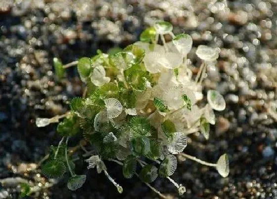 植物种类|伞藻是藻类植物吗