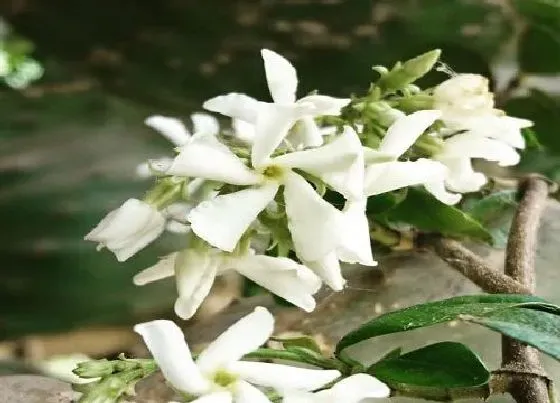 开花时间|茉莉是什么季节开的花