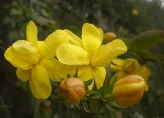 植物百科|春季开花的植物花卉有哪些