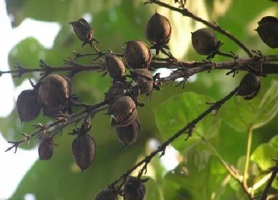 植物种类|桐木是什么树种 属于泡桐或毛泡桐的木材