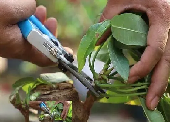 植物修剪|招财树怎么剪枝 造型修剪方法图解