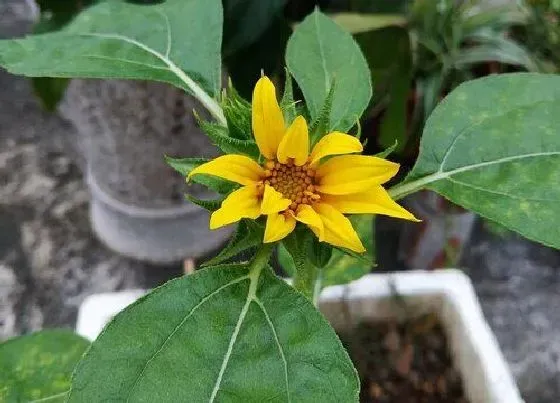 送花|教师节送什么花寓意好 学生给老师送花应该送什么鲜花