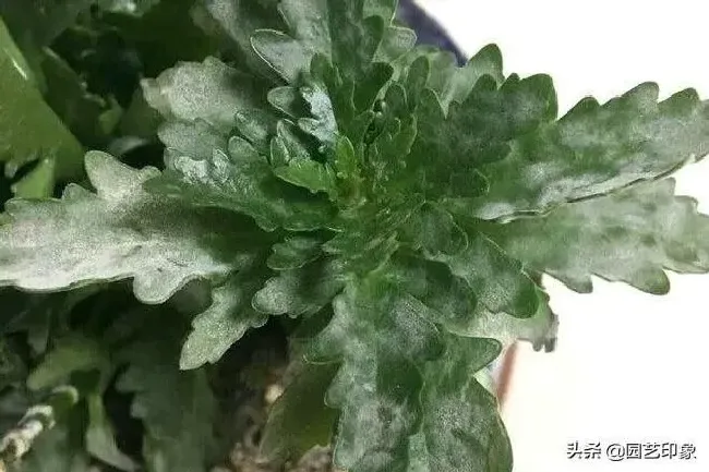 植物病害|长寿花长白毛了是怎么回事（长寿花背面出现白斑怎么治理）