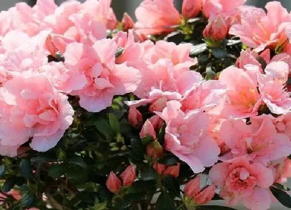 养殖方法|杜鹃花可以水培吗