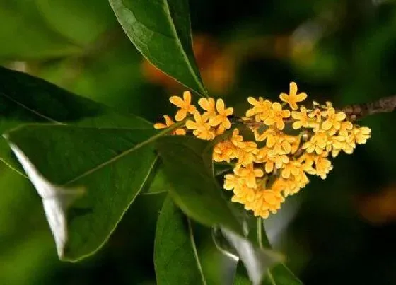 开花时间|金桂树什么时候开花 开花时间是几月